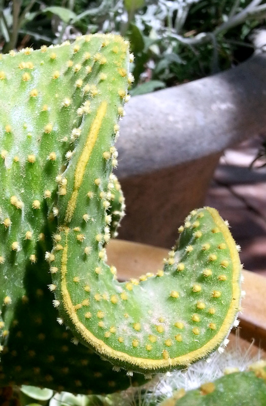 Opuntia microdasys monstrose has wavy paddles, which is signified from the ...
