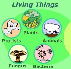 Living a simple life essay