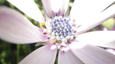 purple African daisy