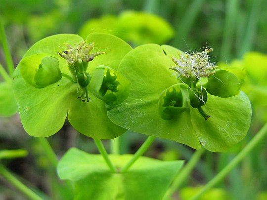Wilczomlecz lancetowaty (Euphorbia esula L.). Wilczomlecz lancetowaty (Euphorbia esula L.).