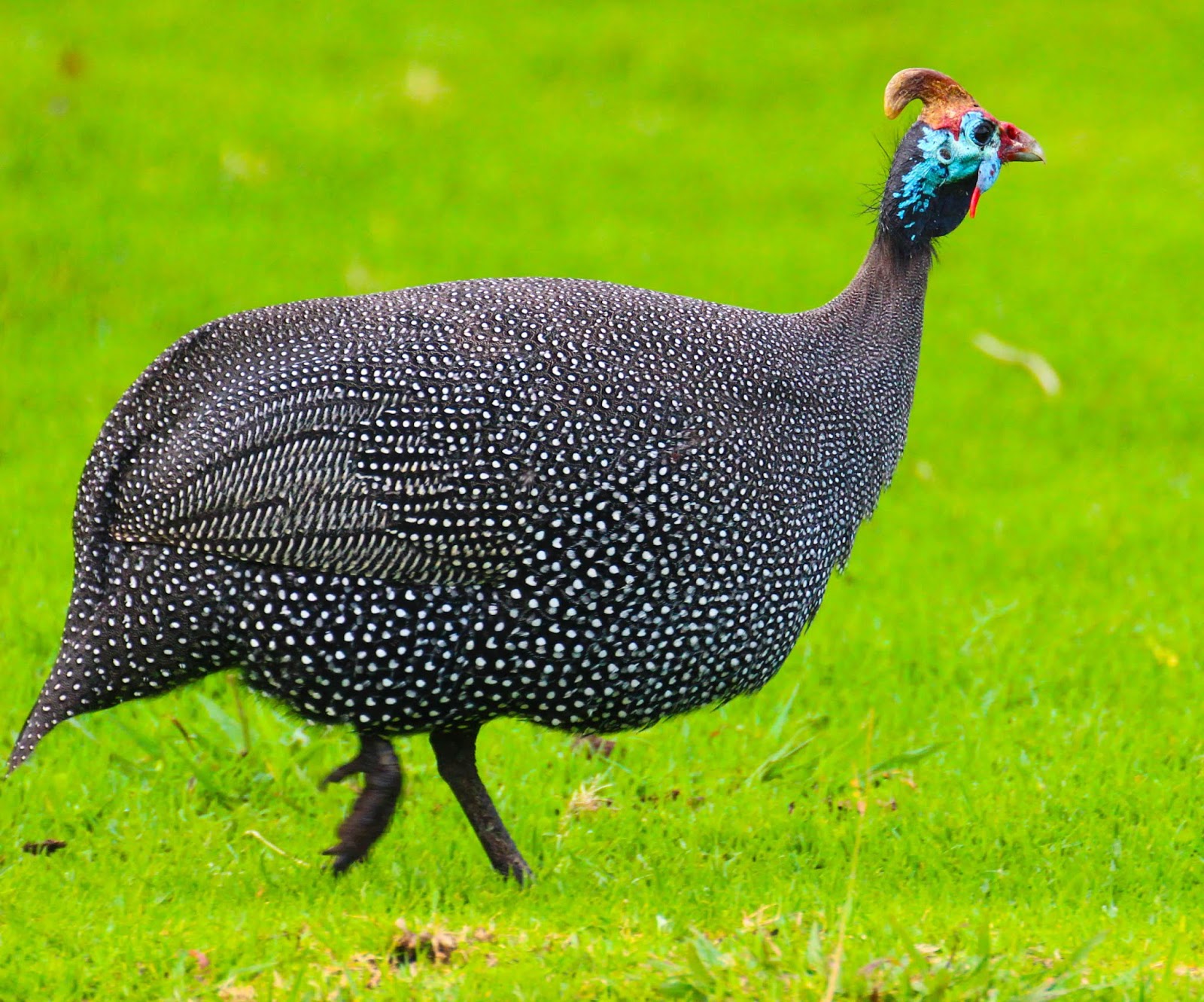 Cannundrums Gurney's Helmeted Guineafowl