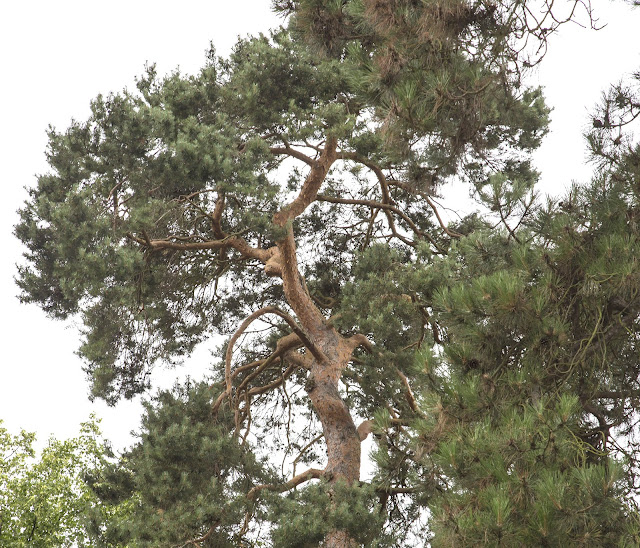 Top of a Scots Pine.  High Elms Country Park, 5 August 2013