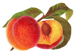 vintage peach artwork download peach fruit illustration digital clipart image printable