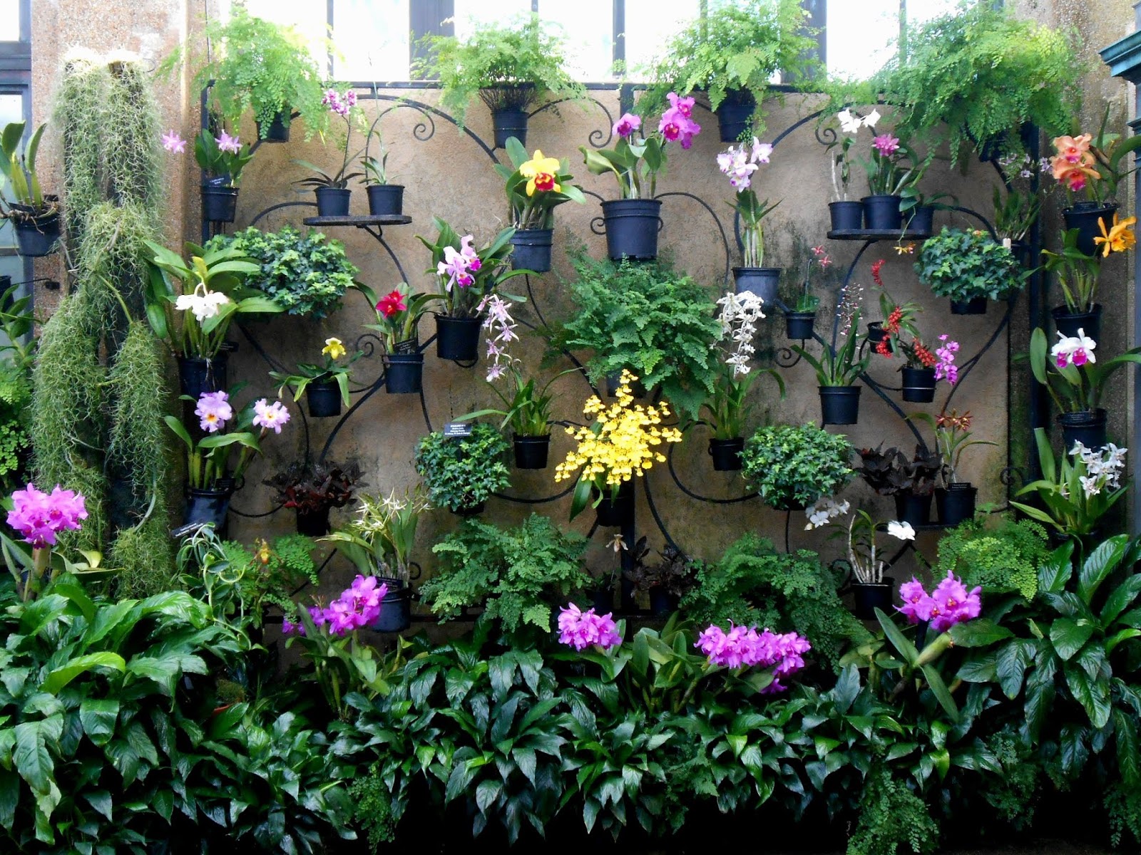 My Virtual Garden The Orchid House 2018 - Hanging Orchids On Walls My Virtual Garden The Orchid House 2018 - Hanging Orchids On Walls
