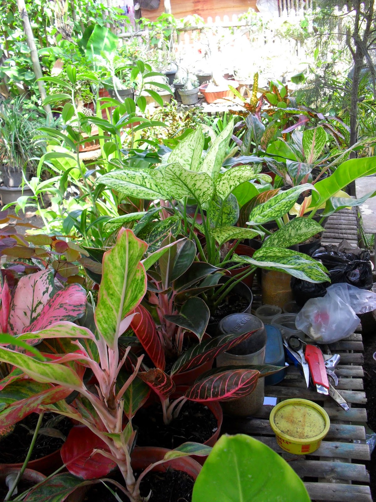 Contoh Proposal Usaha Budidaya Tanaman Hias Berbagi Tanam