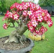 Perawatan Bonsai Adenium Agar Sering Berbunga