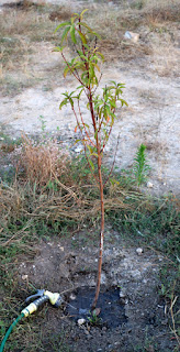 A dribble for each tree A dribble for each tree