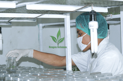 lab-Sengon-solomon-1 lab-Sengon-solomon-1