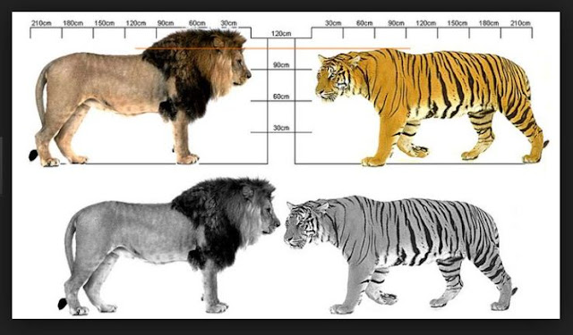 perbandingan singa dan harimau