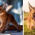 Beautiful Pictures Of Baby Caracals, One Of The Most Gorgeous Cat Species Ever