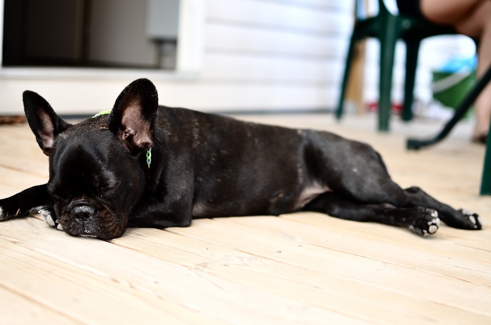 Apprendre à Son Chien à Ne Pas Manger N'importe Quoi Eduquer son chien