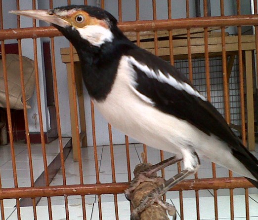 Ciri Dari Jenis Burung Jalak Suren Yang Bagus Untuk Anda Pelihara Ciri Dari Jenis Burung Jalak Suren Yang Bagus Untuk Anda Pelihara