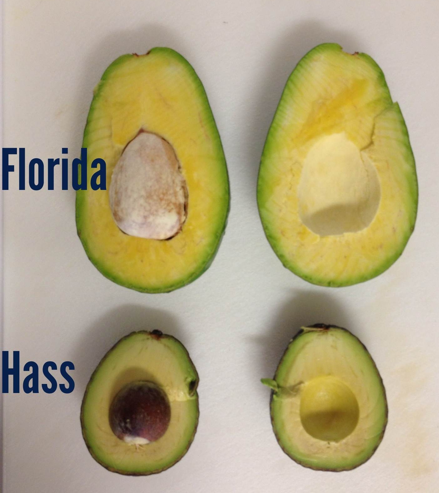 avocado buono per la dieta avocado buono per la dieta