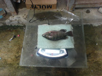sampling berat ikan nila