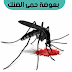بعوضة حمى الضنك بعوضة حمى الضنك