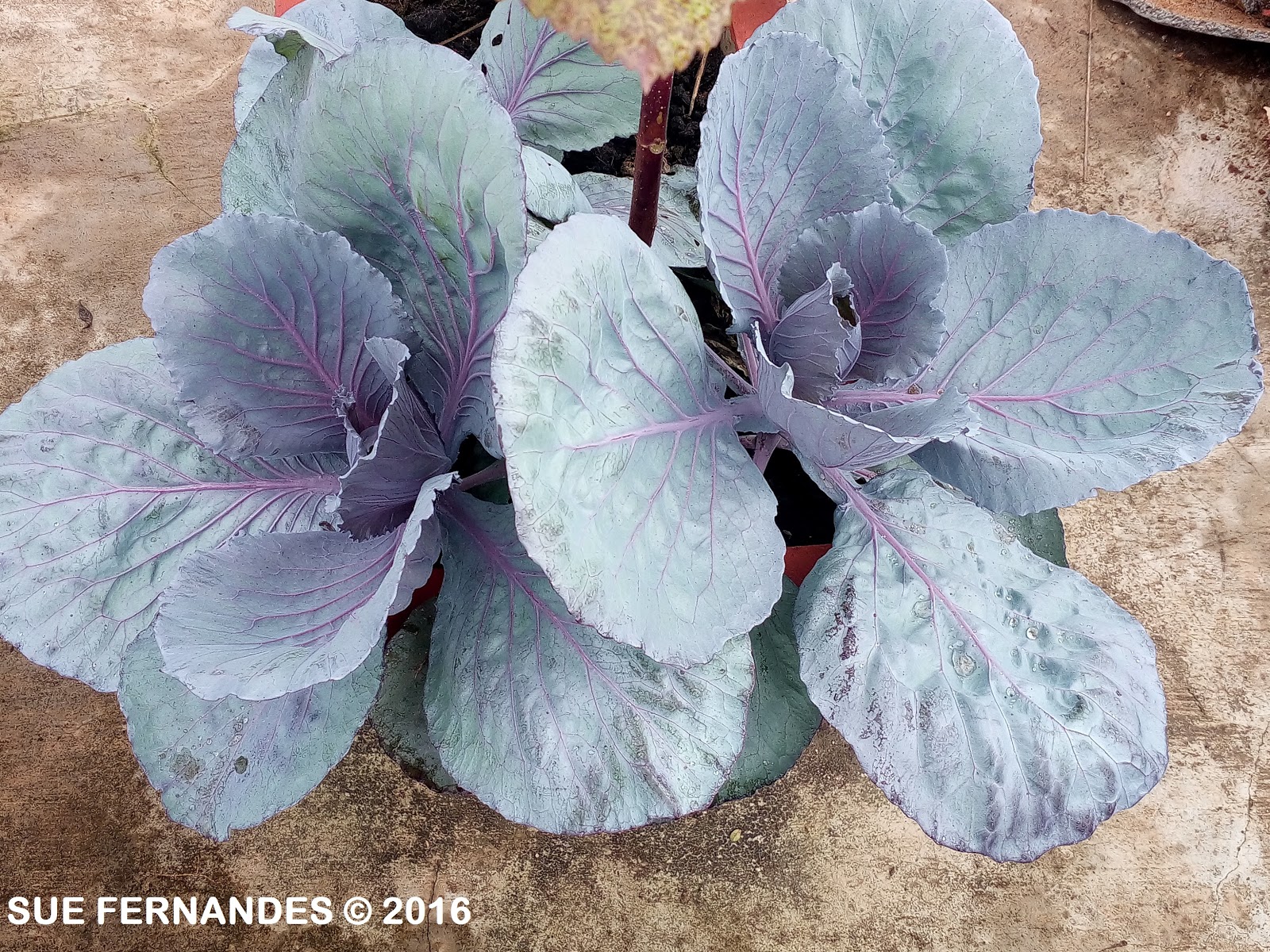 Plants Growing In My Potted Garden. Growing Purple Cabbage From Seeds