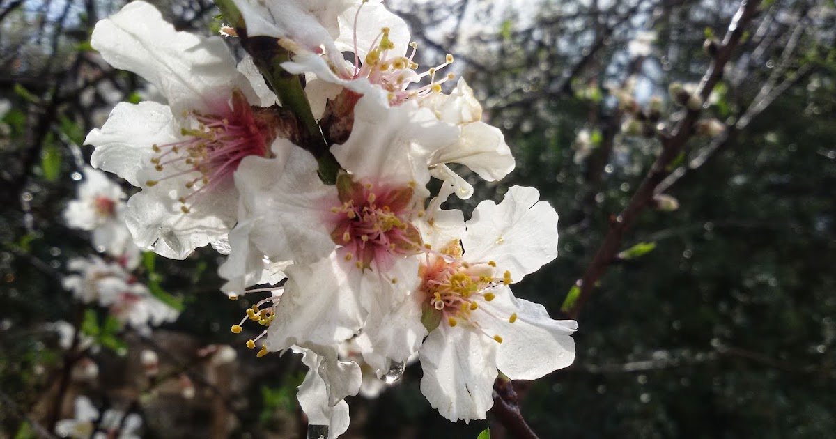 Tokyo Direct Diary Travel Site Trip Planning Advice For Cherry