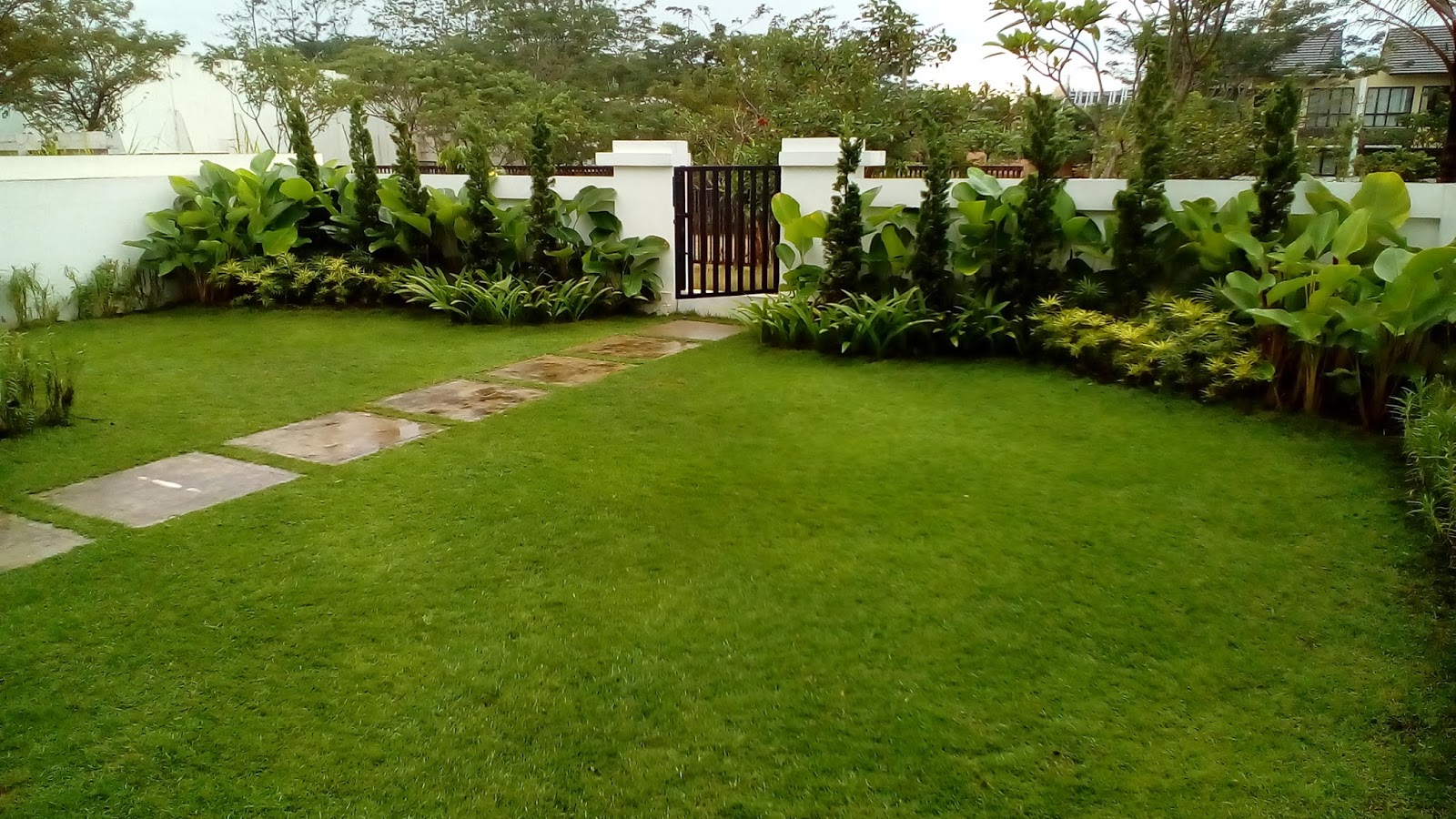 RUMPUT JEPANG | JUAL RUMPUT JEPANG MURAH | RUMPUT PEKING | ANDREAS TAMAN