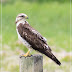 Because it's Summer - an immature Swainson's Hawk