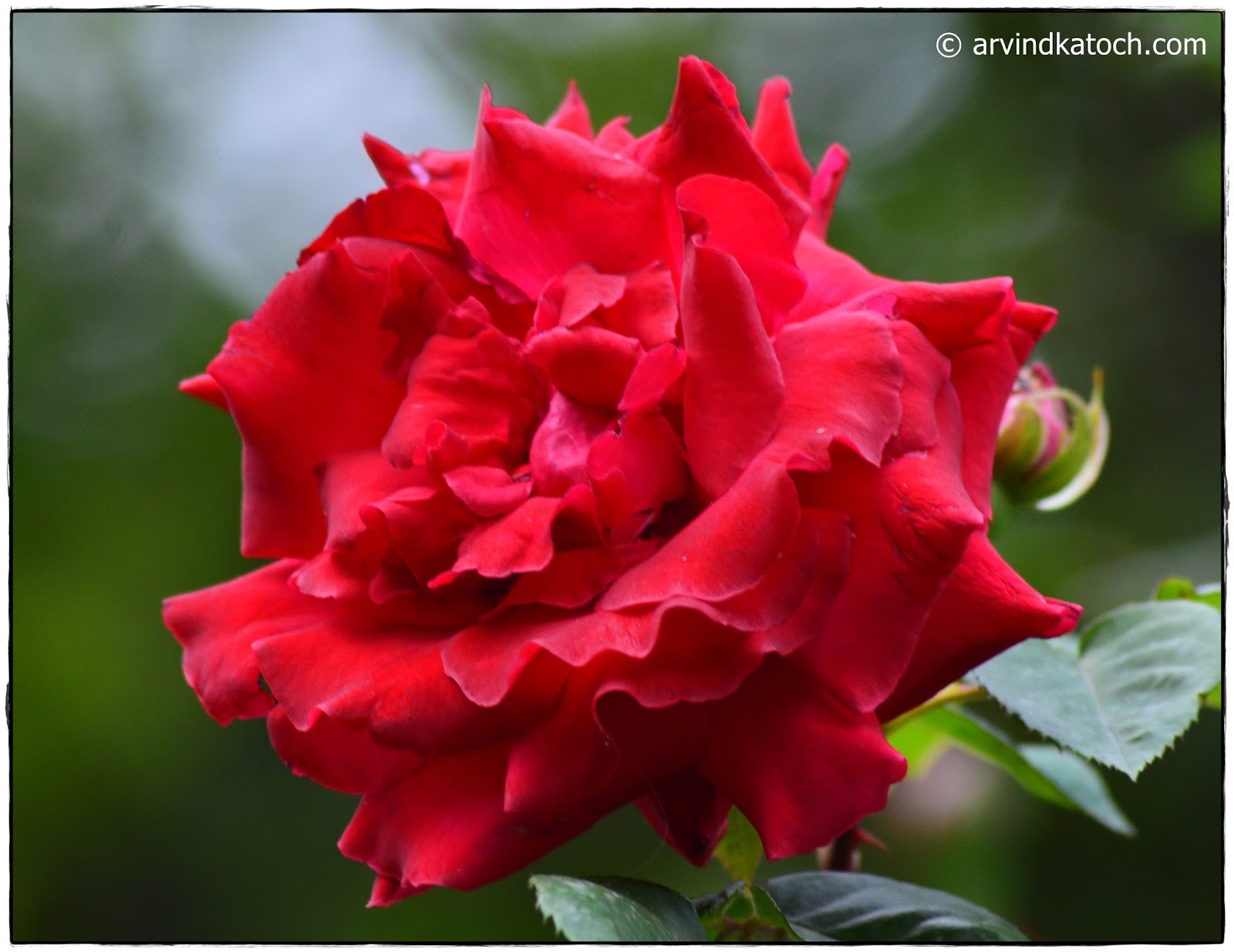A Full grown Red Rose