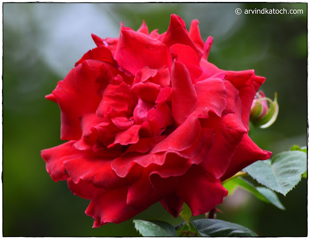 Red Rose, Full Rose, Rose, flower