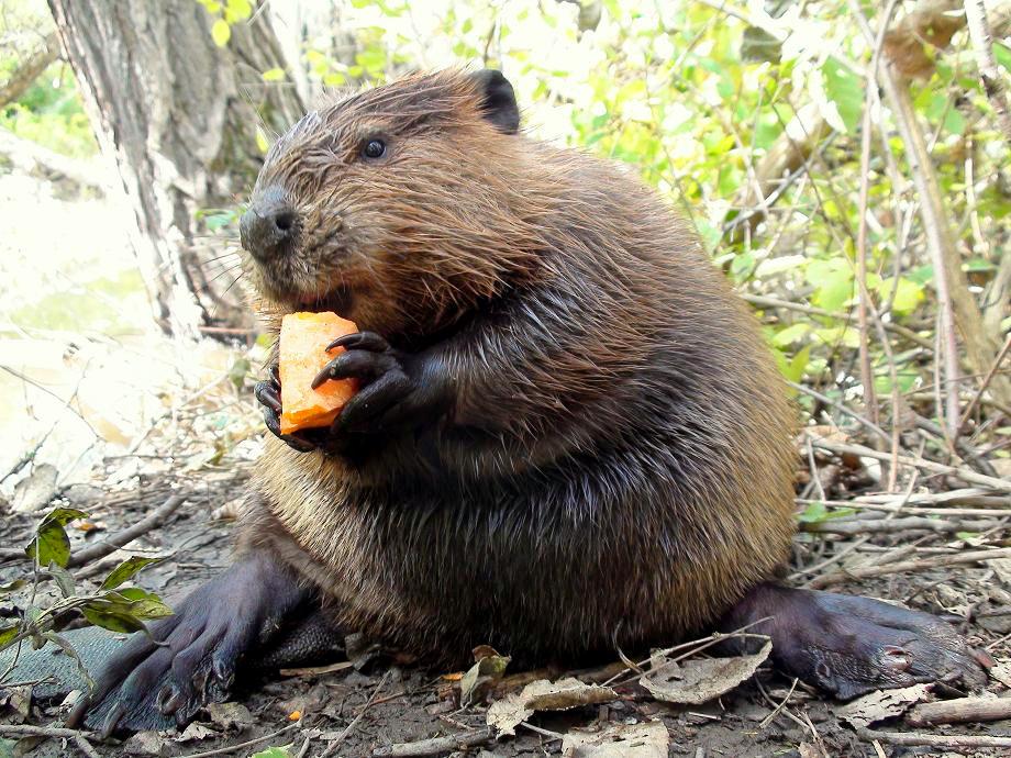 Tales From The Wilds The Beaver's Winter Forecast?
