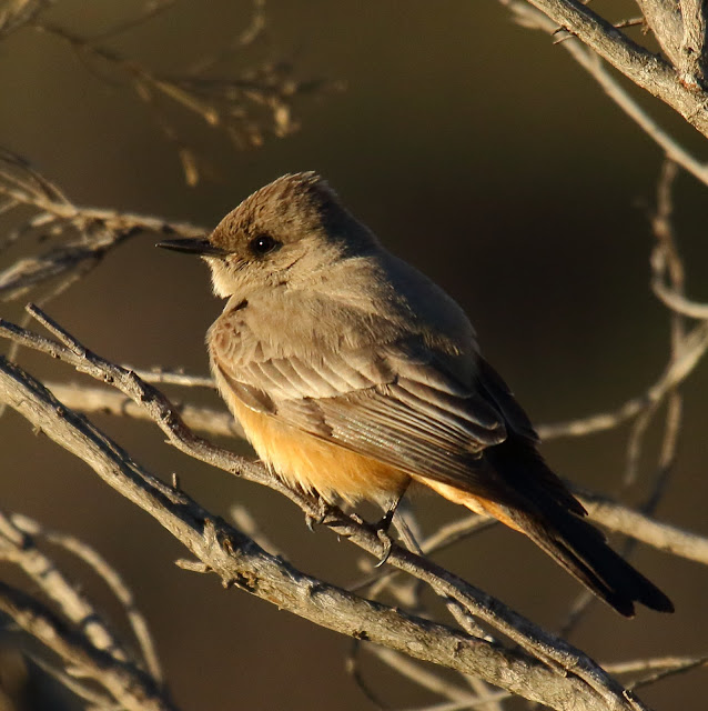 Say's Phoebe Say's Phoebe