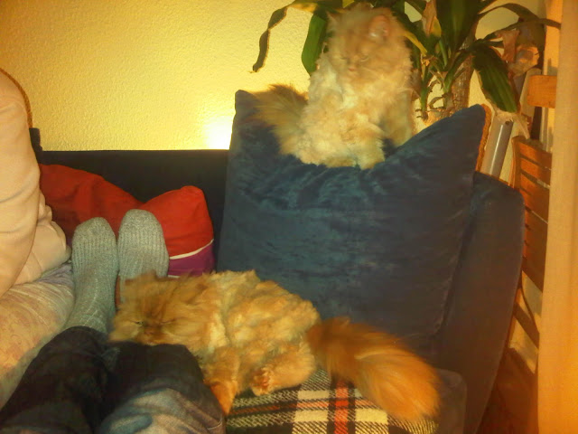 Martha auf dem Kissen - Hobbit chillt auf dem Knie des Männchens Martha auf dem Kissen - Hobbit chillt auf dem Knie des Männchens