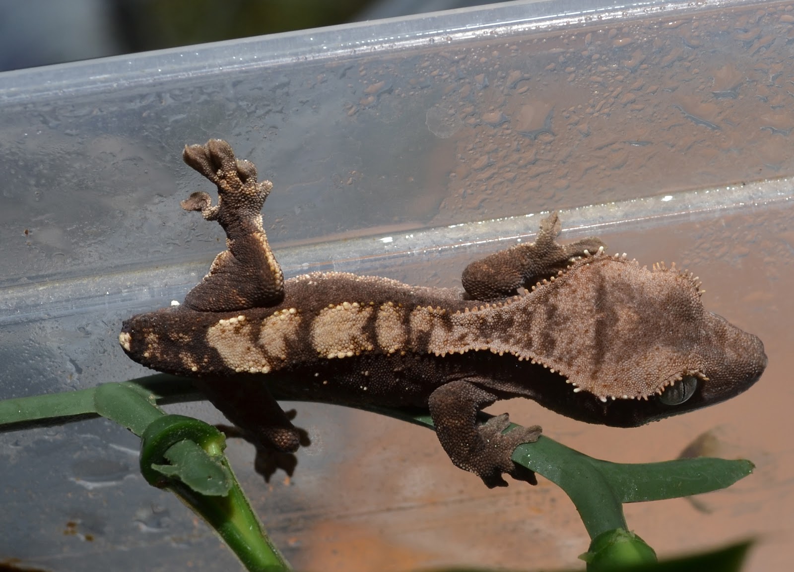 crested-gecko.jpg