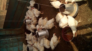 coccidiosis in poultry