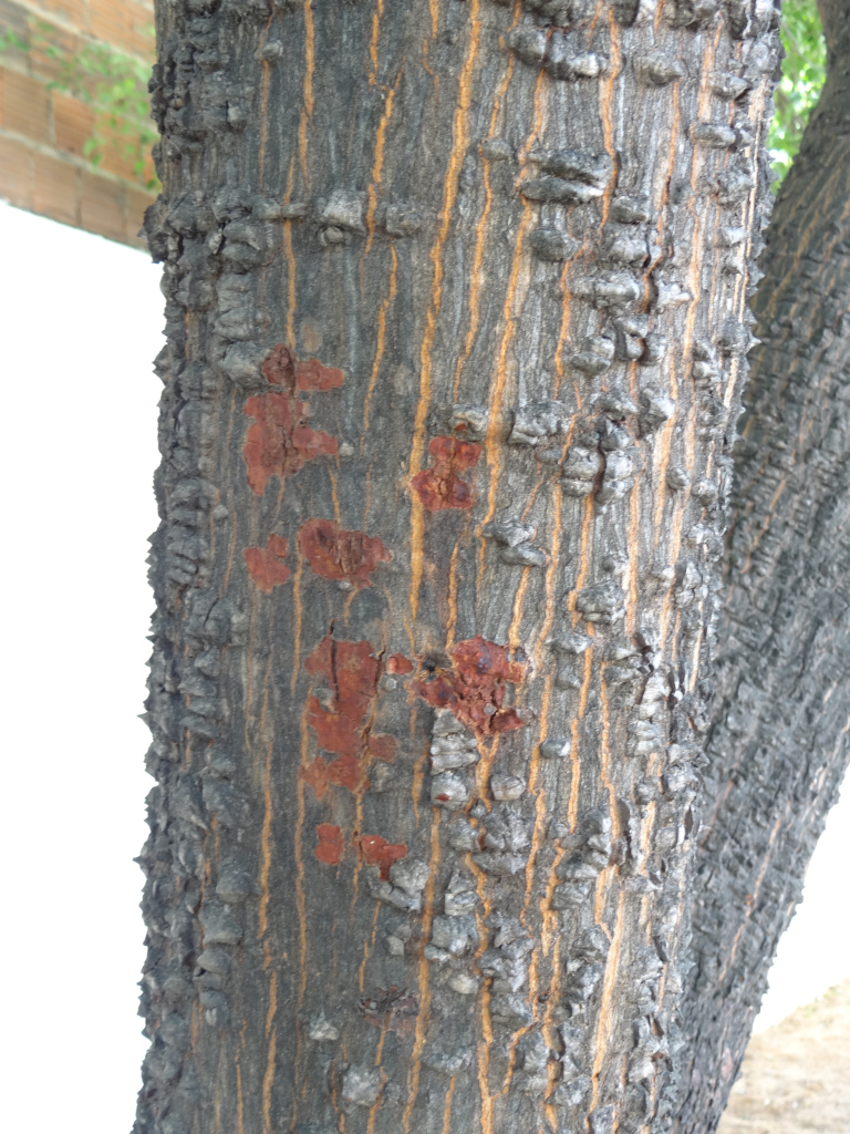 Argentina nativa Cebil colorado (Anadenanthera colubrina)*