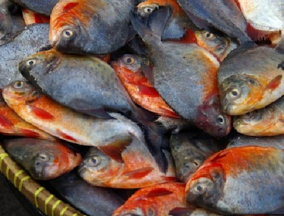 Ikan Bawal Jenis Jenis Ikan Konsumsi Dan Gambarnya