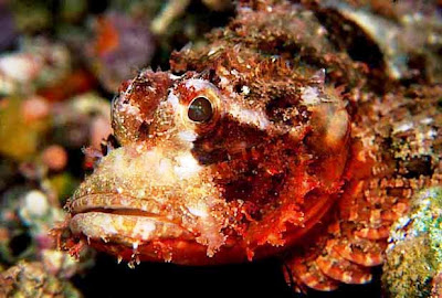 Pez Piedra (Synanceia horrida): el pez más venenoso del Mundo
