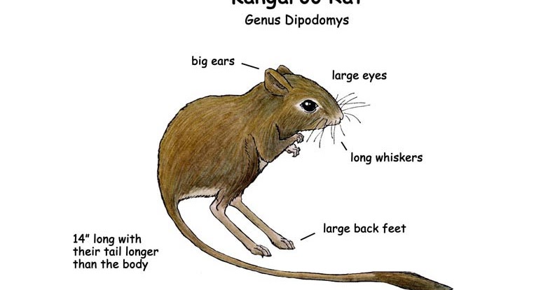 Do Rats Store Food In Their Mouths Do Rats Store Food In Their Mouths