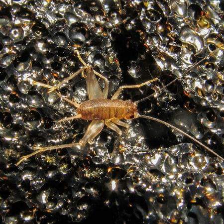 Encuentran misterioso insecto cerca de la lava del volcan kilauea Encuentran misterioso insecto cerca de la lava del volcan kilauea