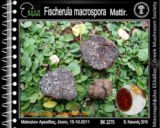 Fischerula macrospora Mattir.