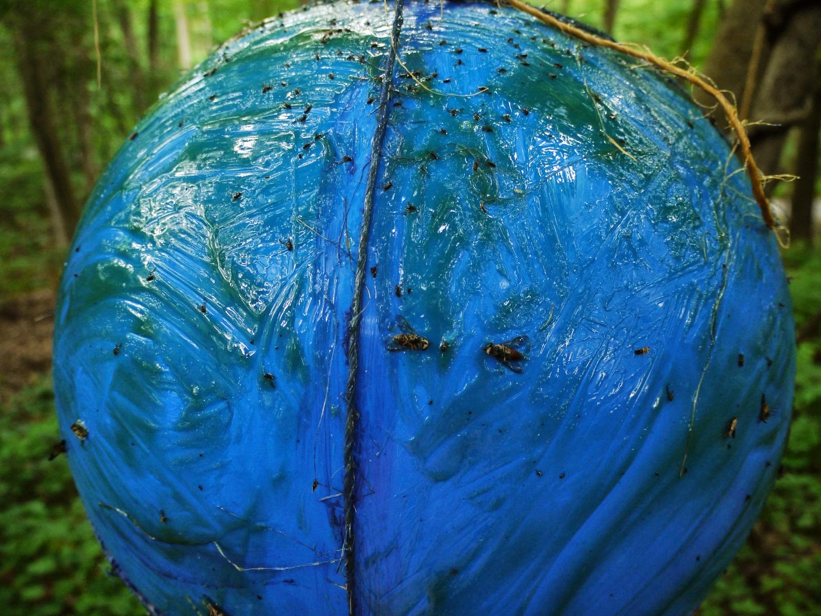 Eklund Native Species Garden The 5 Deer Fly Trap