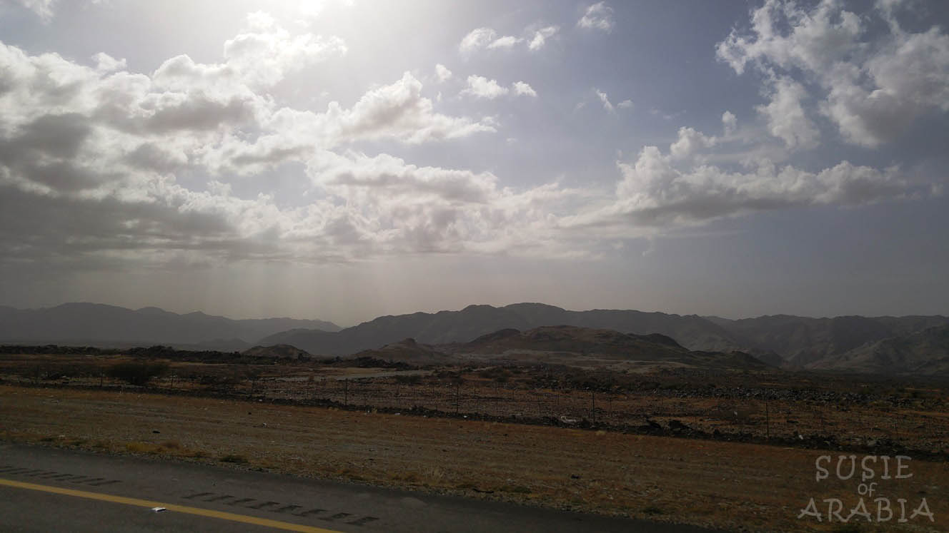 Jeddah Daily Photo Saudi Arabia Baboon Habitat