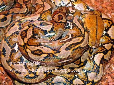 MY-PYTHONIDAE-NOTES: SEKILAS TENTANG - SINGKAT TENTANG - TENTANG - ular ...