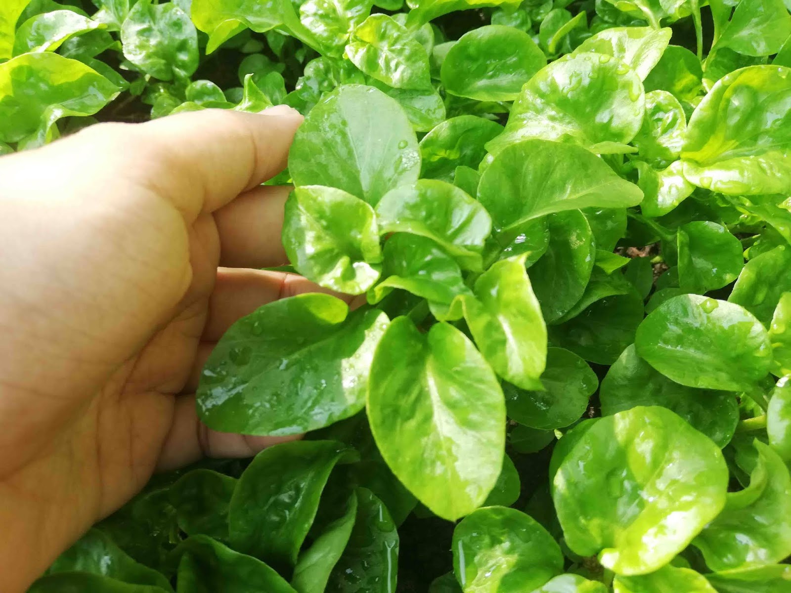 Bayam Brazil ( Brazillian Spinach ) Sayuran Yang Boleh Bayam Brazil ( Brazillian Spinach ) Sayuran Yang Boleh