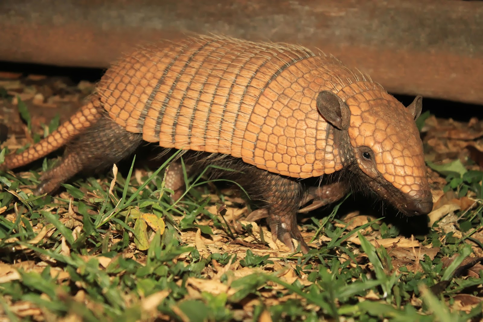 The Ginger Naturalist September 2013
