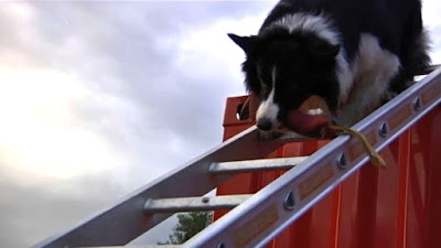 treinamento de cães de salvamento