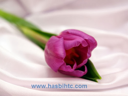 Flowers Mengenal Arti  Bunga  Tulip  Berdasarkan  Warnanya
