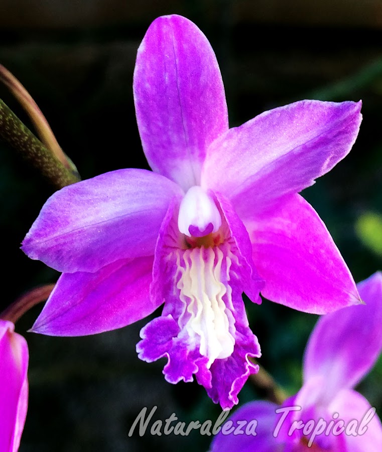 La hermosa orquídea Bletia patula