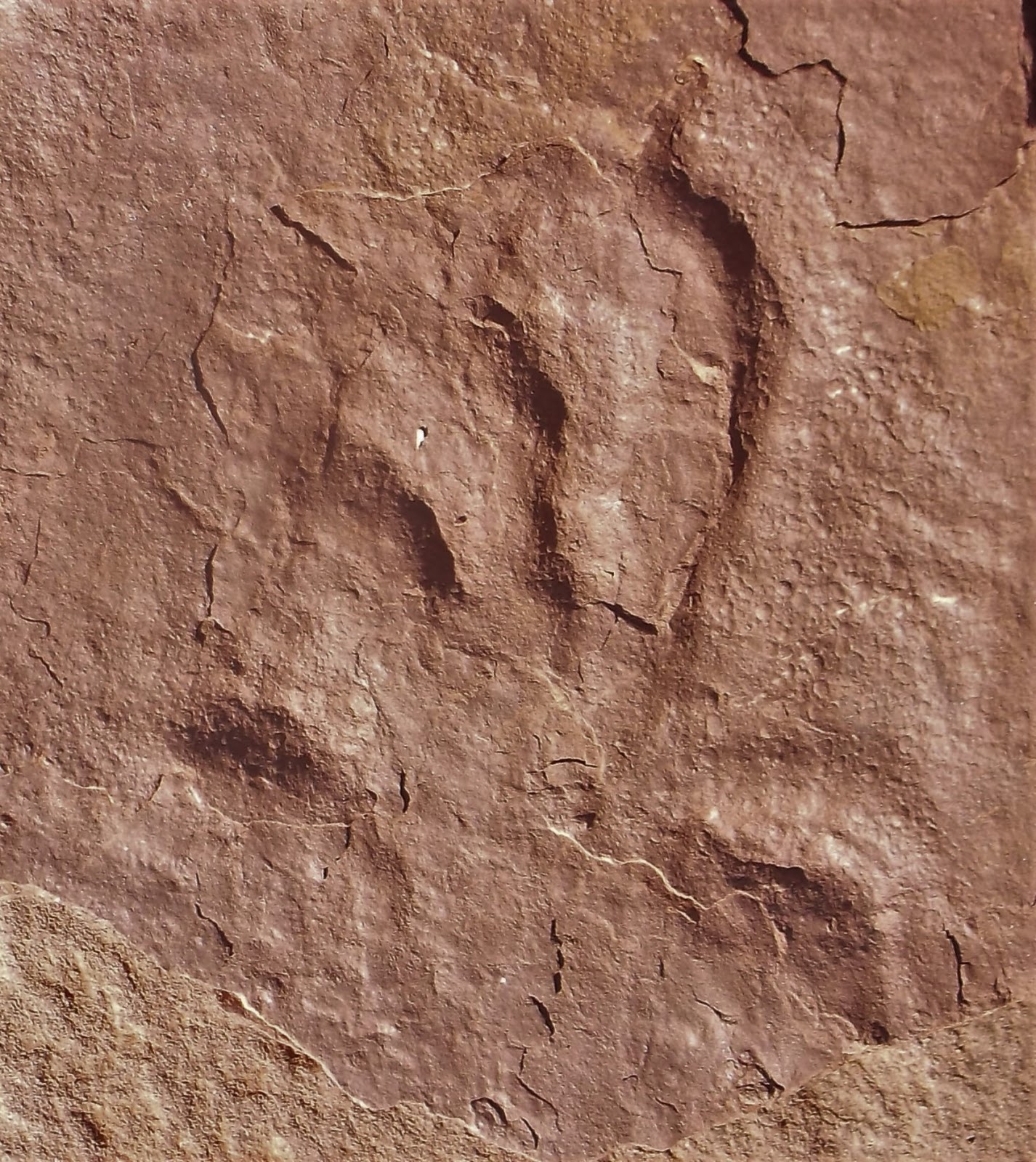 dimetrodon footprints