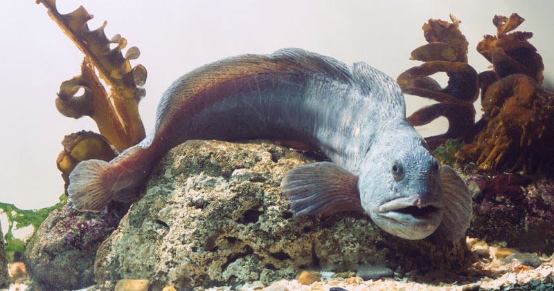 wolf fish vs wolf eel wolf fish vs wolf eel