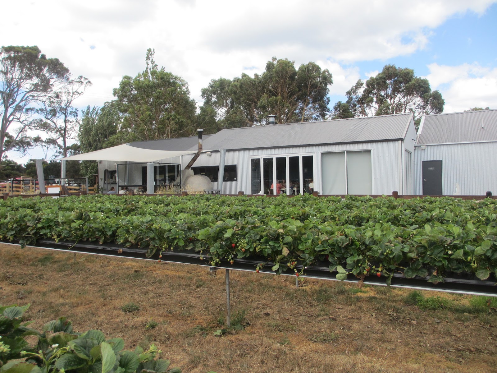 King Barney's amusing life / キングバーニーの楽しい生活 Turners Beach Berry Patch