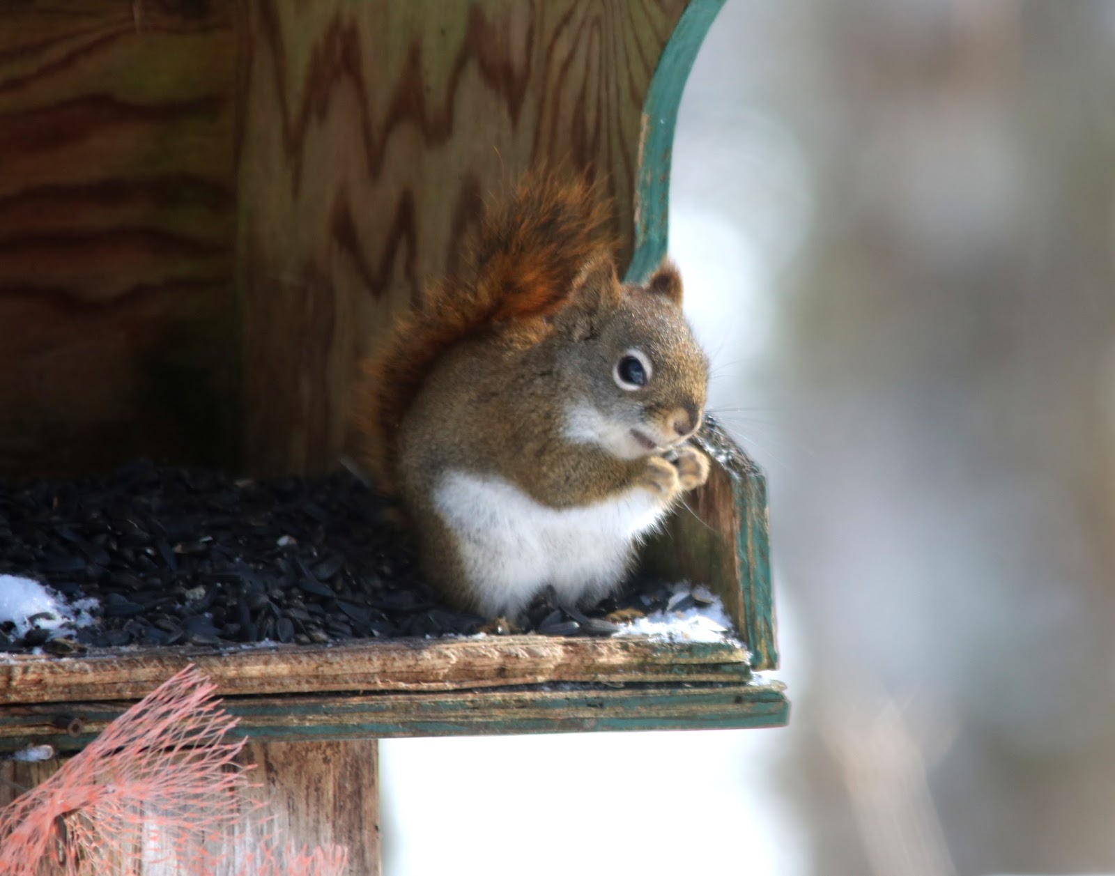 Here and There Day 33 2nd February 2018 Hydrangeas, Squirrel and Goldfinch