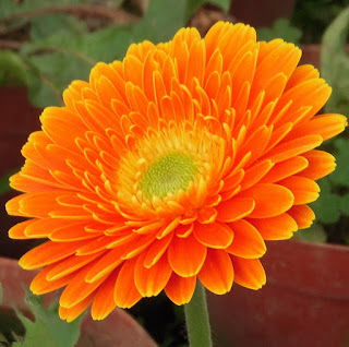 gerbera jamesonii gerbera jamesonii