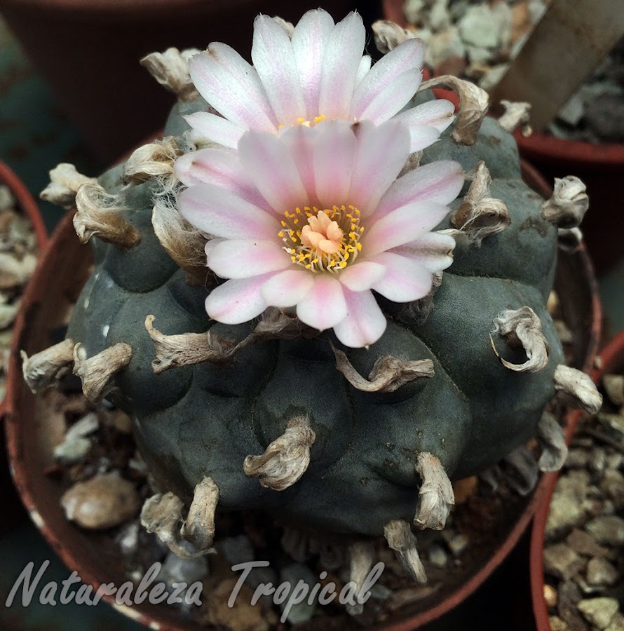 Cactus Peyote en flor, Lophophora williamsii